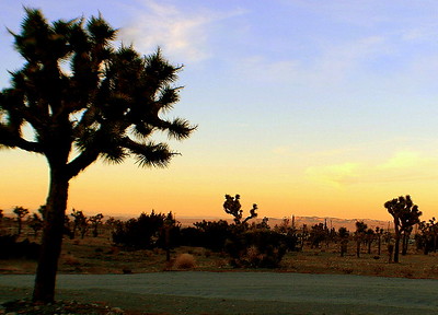 Stock image of a sunset that's blue and orange. On the bottom, is a dark silhouette of a Joshua Tree and other desert plants.